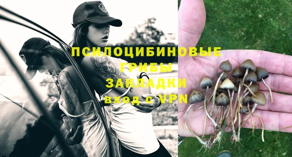 прущие грибы Абинск